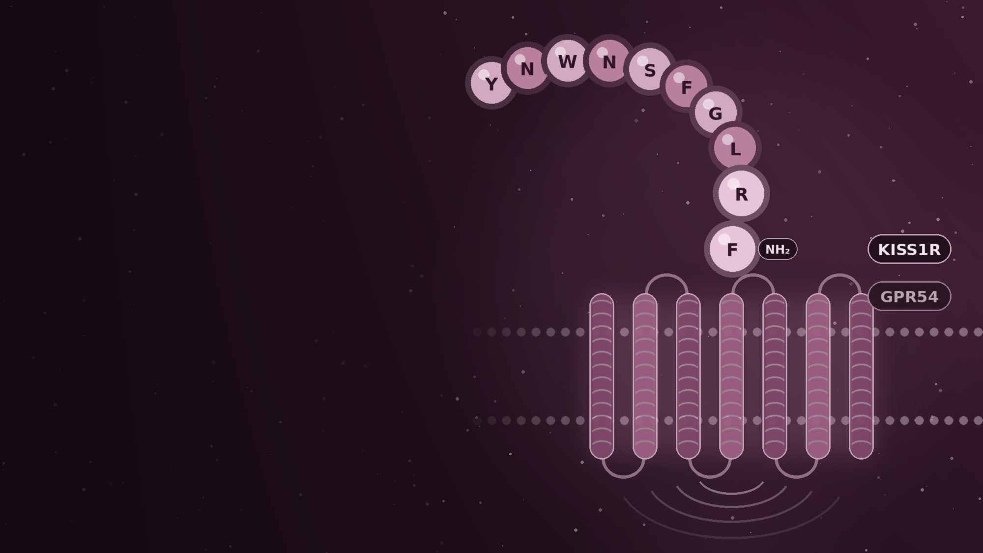 A curved chain of ten mauve beads entering a receptor drawn as seven helices in a cell membrane, labelled KISS1R, GPR54 and NH₂, on a dark aubergine background